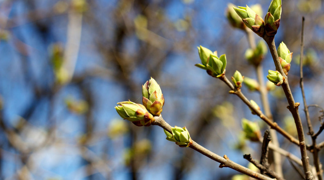 Räuchern im Frühling